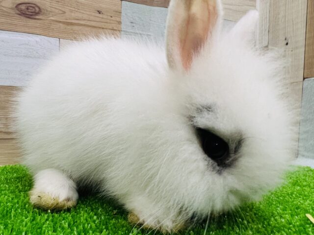 ライオンラビット