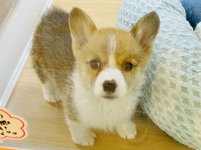 ウェルシュコーギー・ペンブローグ