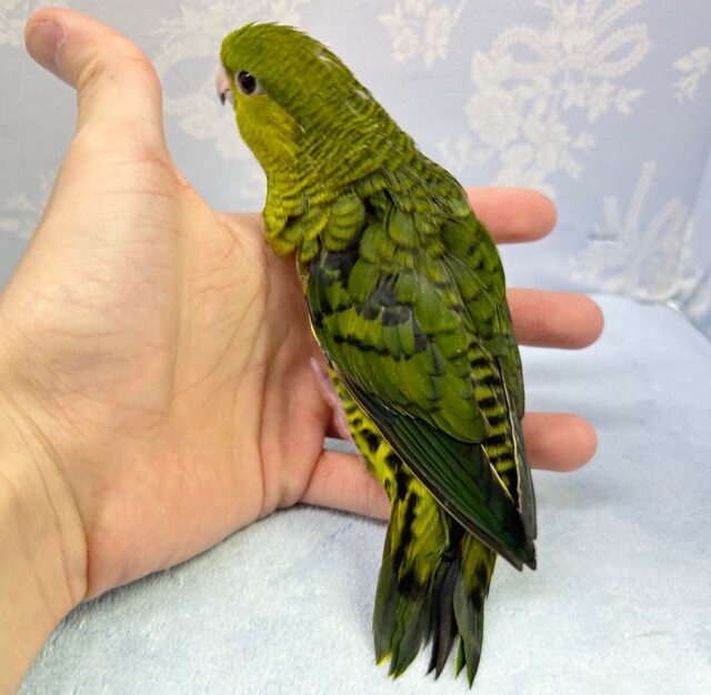 サザナミインコ