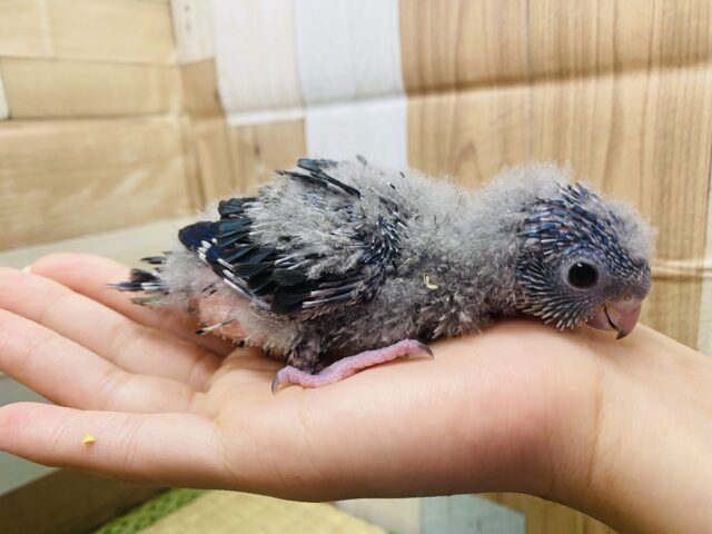 サザナミインコ