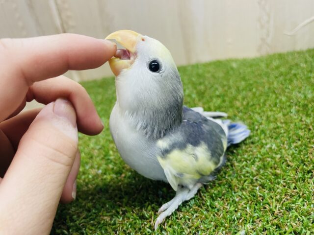 コザクラインコ（小桜インコ）