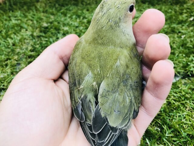 コザクラインコ（小桜インコ）