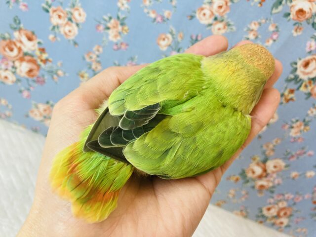 コザクラインコ（小桜インコ）