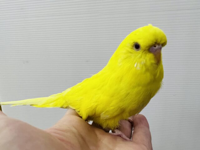 ジャンボセキセイインコ