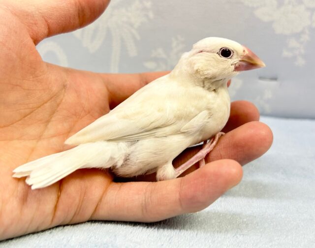 シルバーイノ文鳥