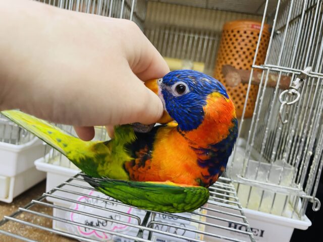 アカエリゴシキセイガイインコ