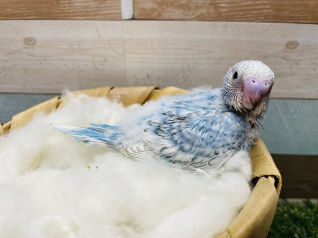 セキセイインコ