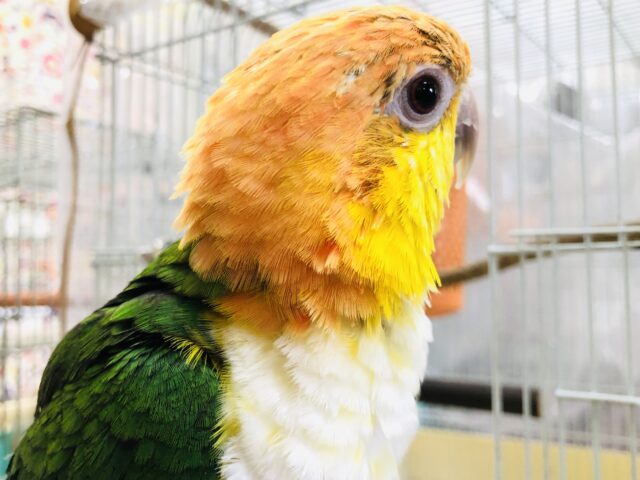 シロハラインコ