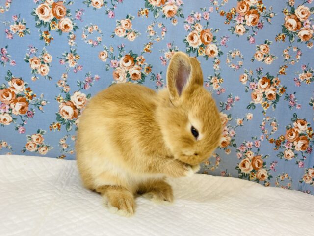 ネザーランドドワーフ