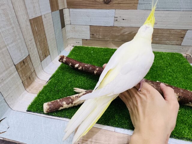 オカメインコ