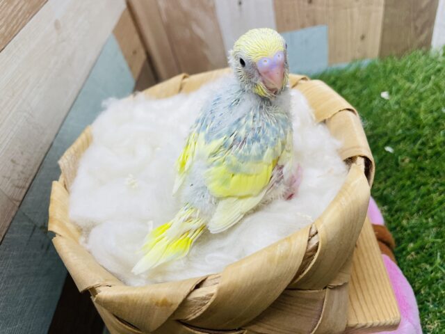 セキセイインコ