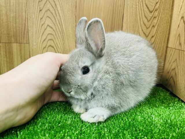 ネザーランドドワーフ