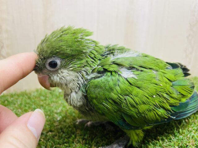 オキナインコ