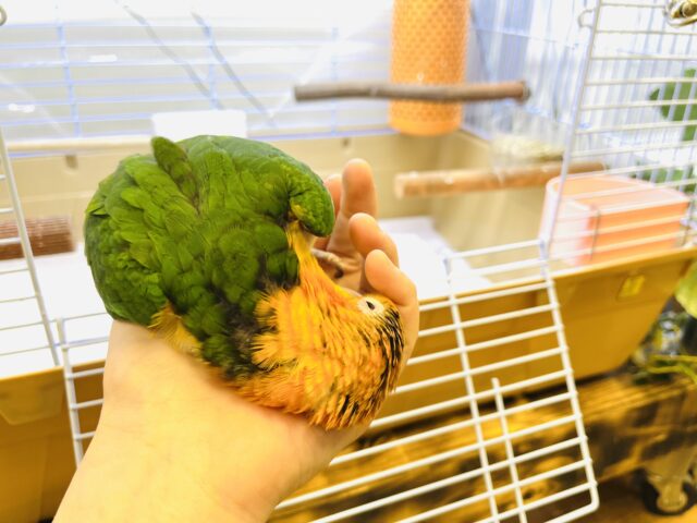 シロハラインコ