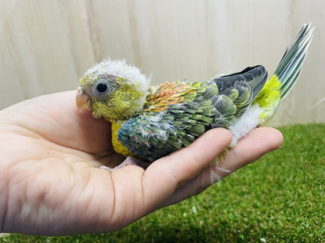 ビセイインコ（美声インコ）