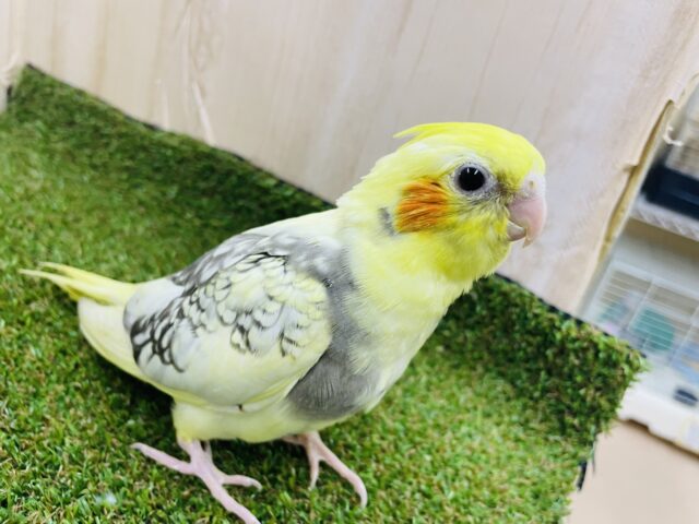 オカメインコ