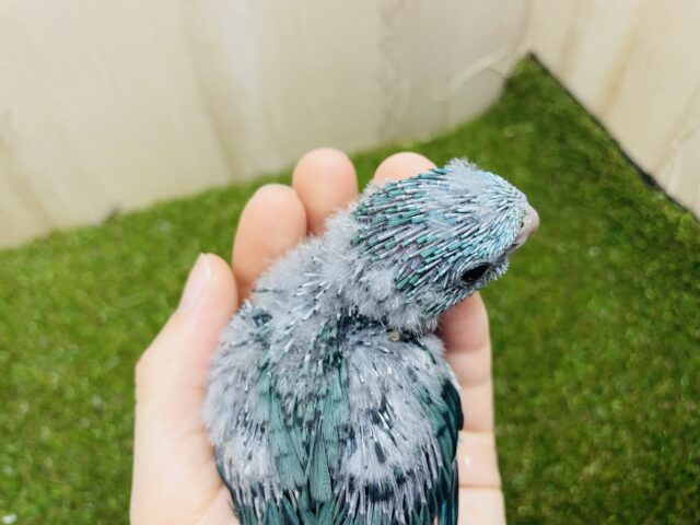 サザナミインコ