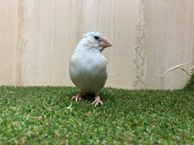 シルバー文鳥