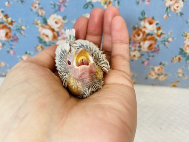 シルバーイノ文鳥