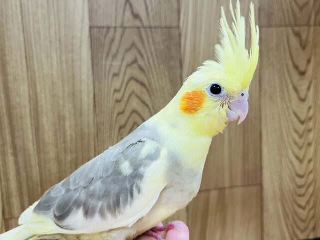 オカメインコ