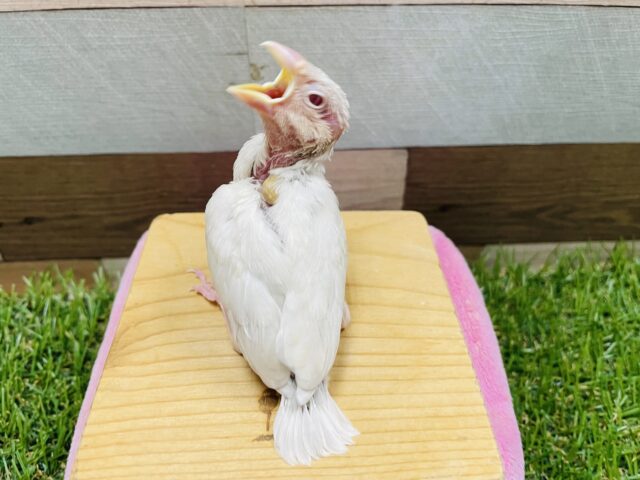 シルバーイノ文鳥