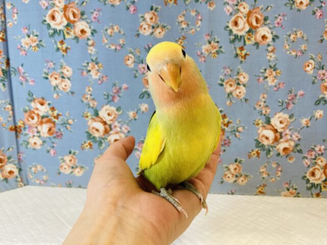コザクラインコ（小桜インコ）