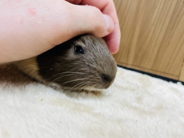 イングリッシュモルモット