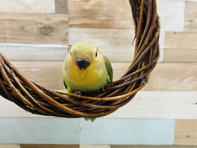 コザクラインコ（小桜インコ）