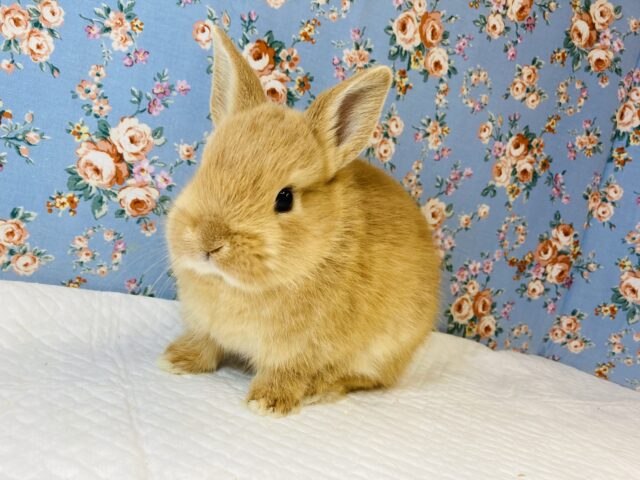 ネザーランドドワーフ