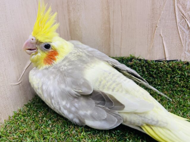 オカメインコ