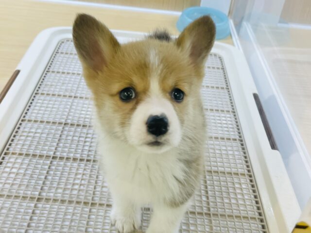 ウェルシュコーギー・ペンブローグ