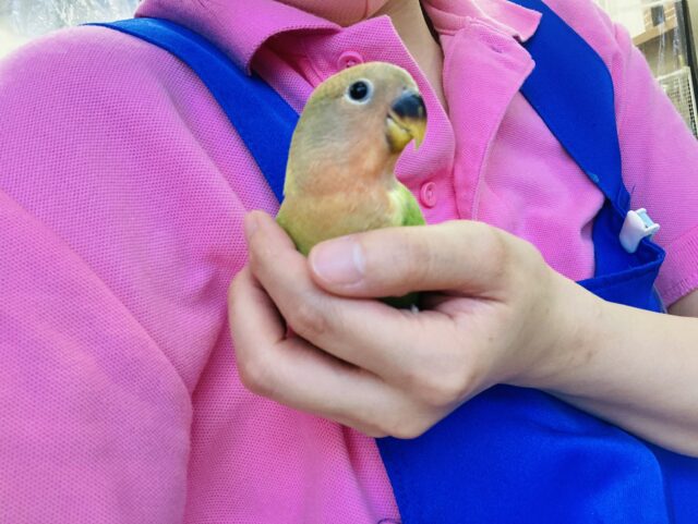 コザクラインコ（小桜インコ）