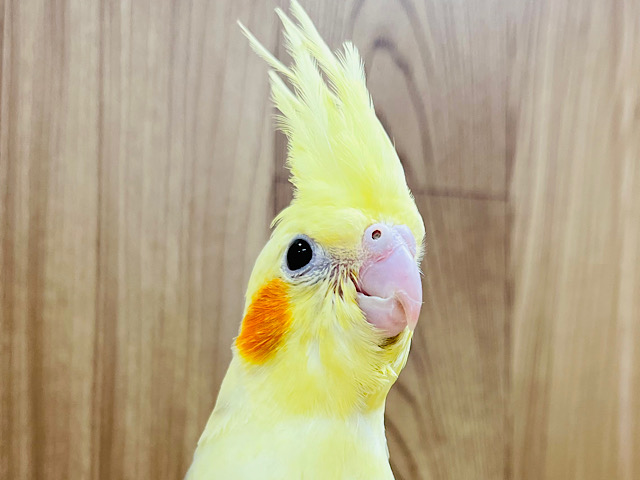 オカメインコ