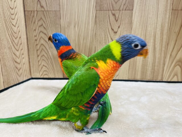 ゴシキセイガイインコ