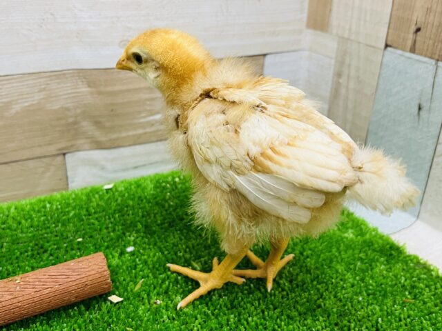 ボリスブラウン