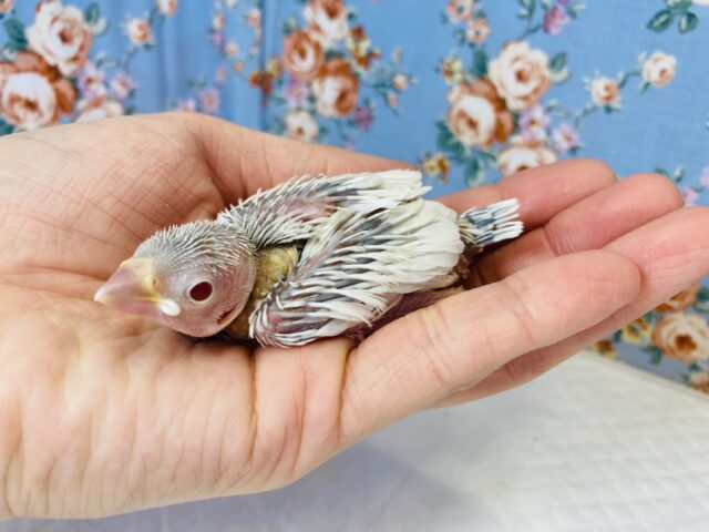 シルバーイノ文鳥