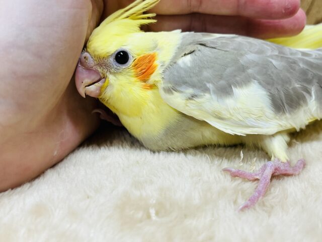 オカメインコ