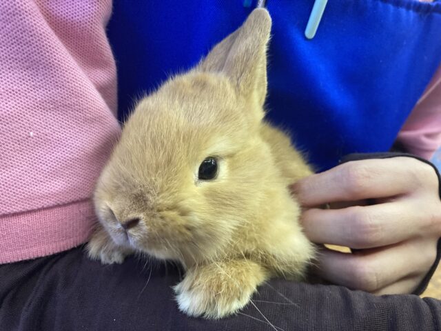 ネザーランドドワーフ