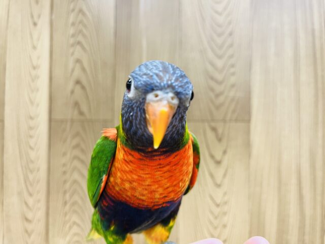 ゴシキセイガイインコ