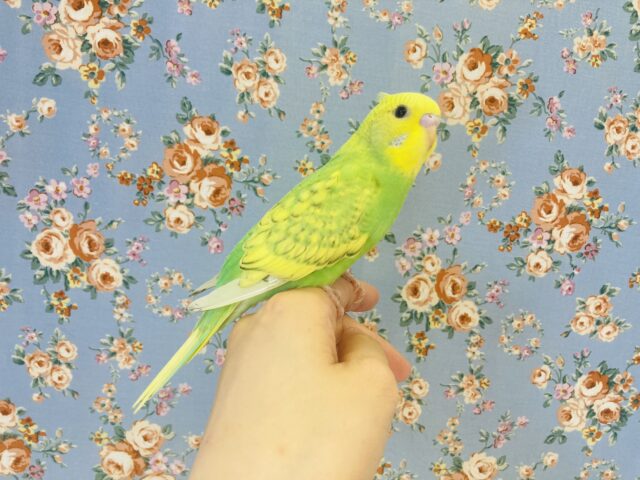 セキセイインコ