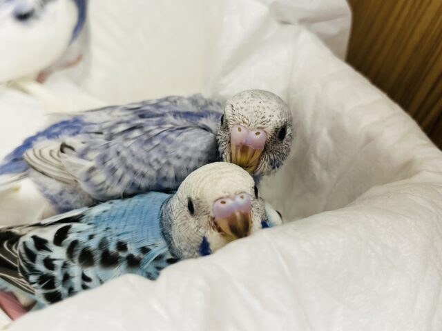 セキセイインコ