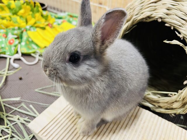 ネザーランドドワーフ