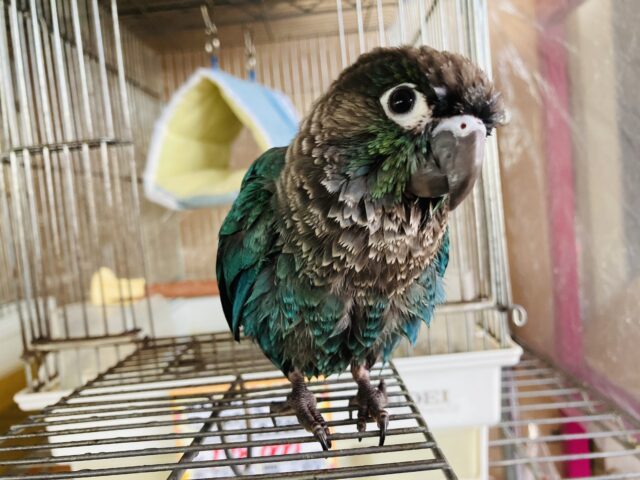 ホオミドリウロコインコ