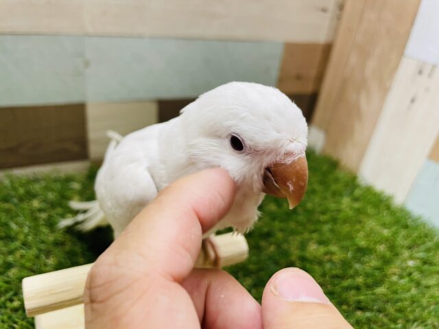オキナインコ
