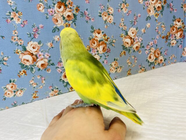 コザクラインコ（小桜インコ）