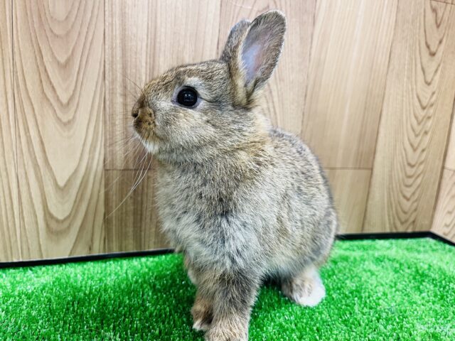 ネザーランドドワーフ