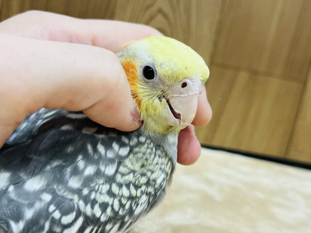 オカメインコ