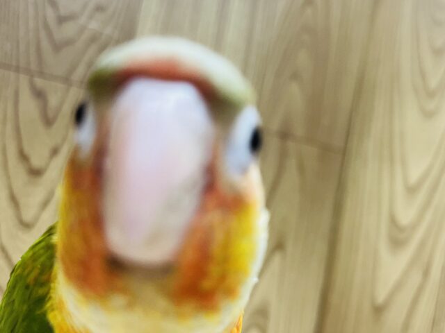 ホオミドリウロコインコ