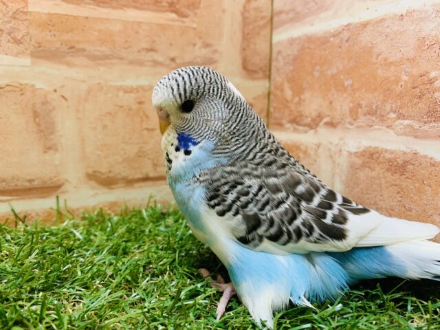 ジャンボセキセイインコ