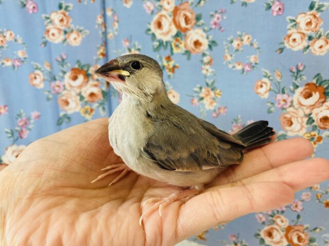 桜文鳥 / 白文鳥